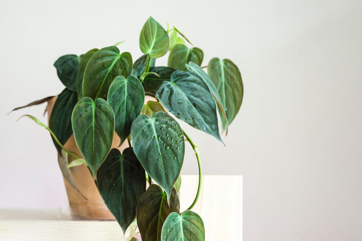 Philodendrons help with clearing up dust, but require lots of sunlight and water.