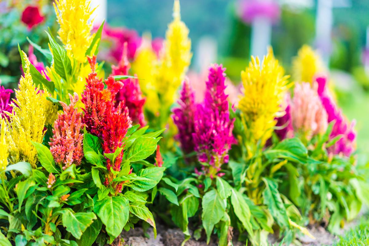 Plume Celosia Is a Unique Flower That Can Grace Your Garden Greenery