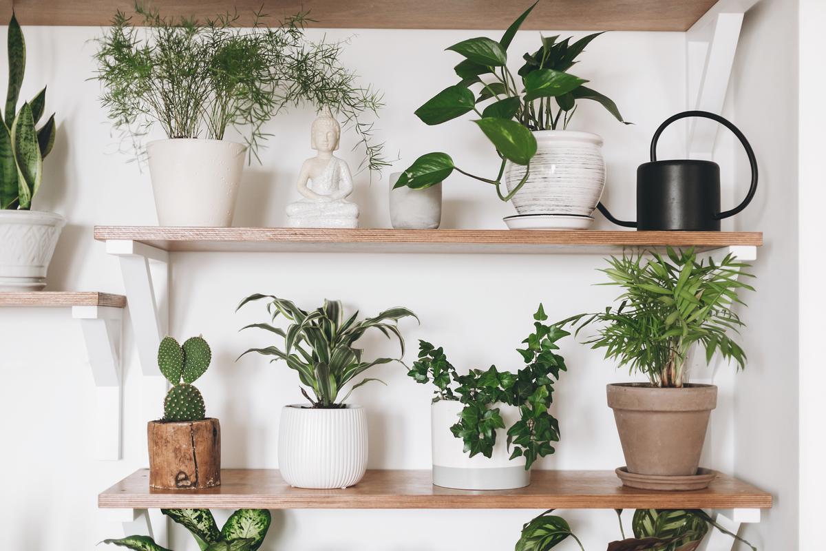 Discover the most popular house plants to brighten your home. Find the perfect green companion for any space!