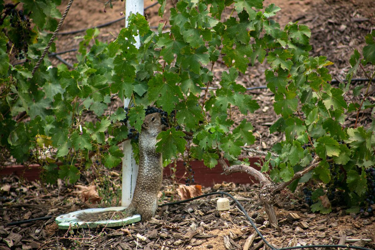 How To Get Rid Of Chipmunks In Your Yard