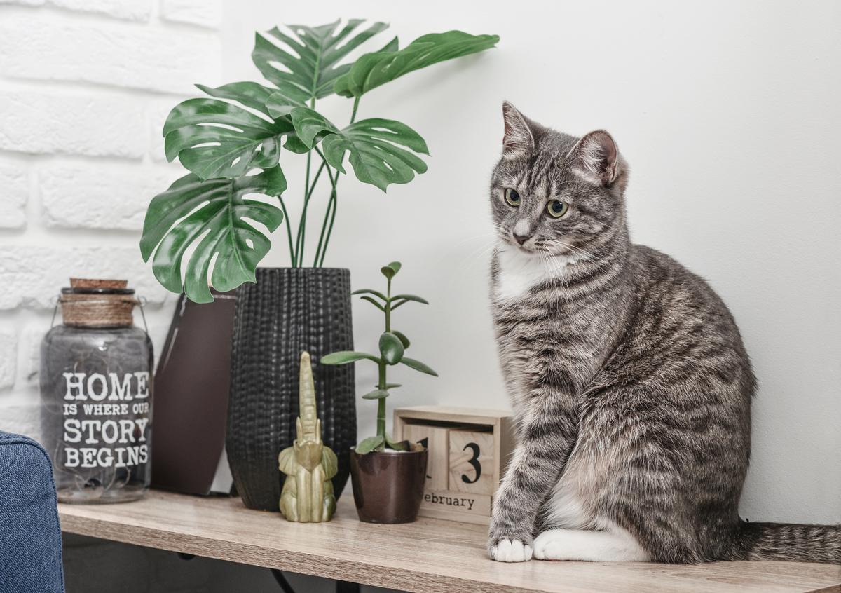 Protecting Your Valuable Decor from Your Cat’s Wrath