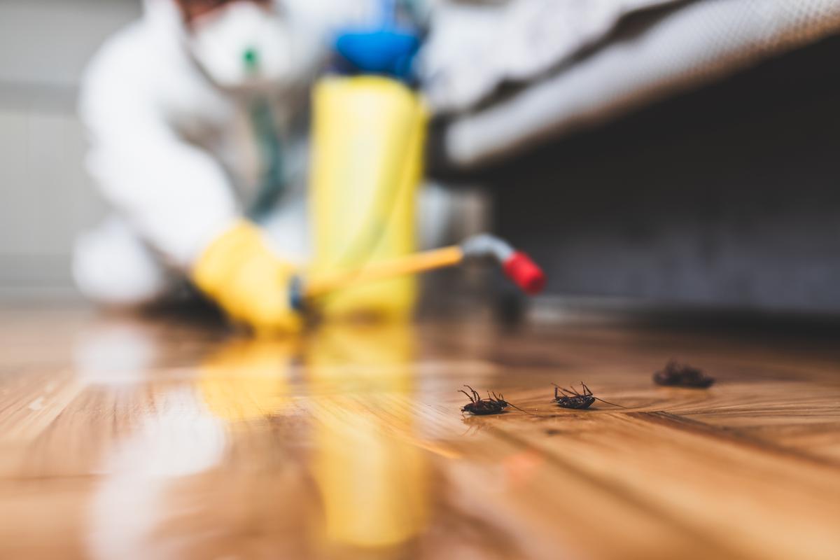 Reasons Why You Need to Consider Pest Control in Your Home