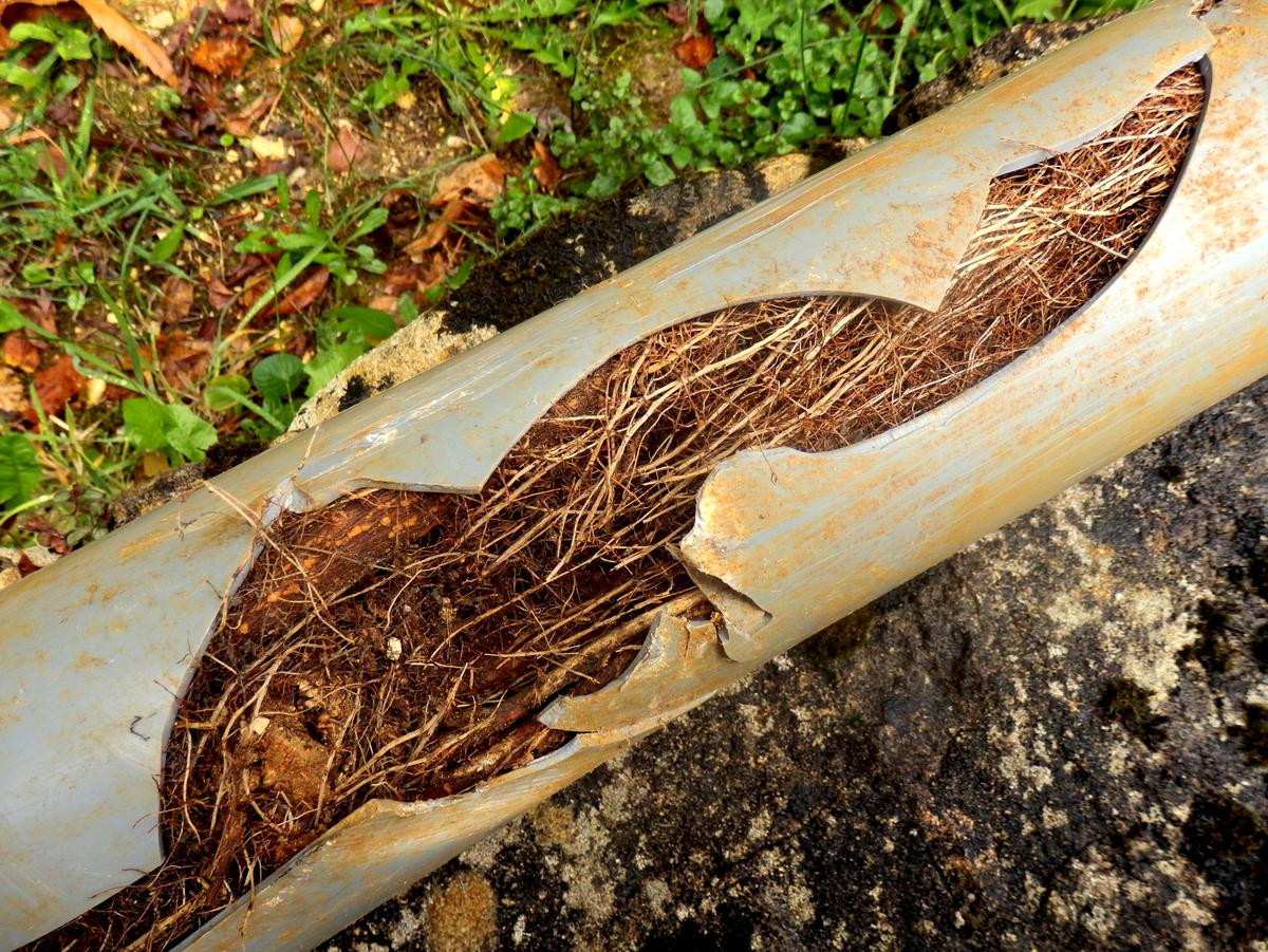 Root damage can completely block your drainage pipe.