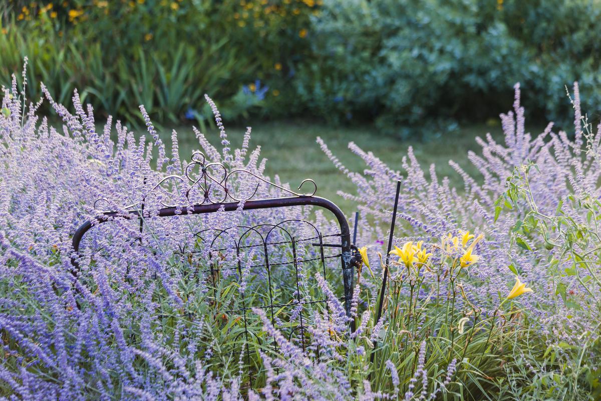 Russian Sage Is Known to Attract Butterflies and Hummingbirds