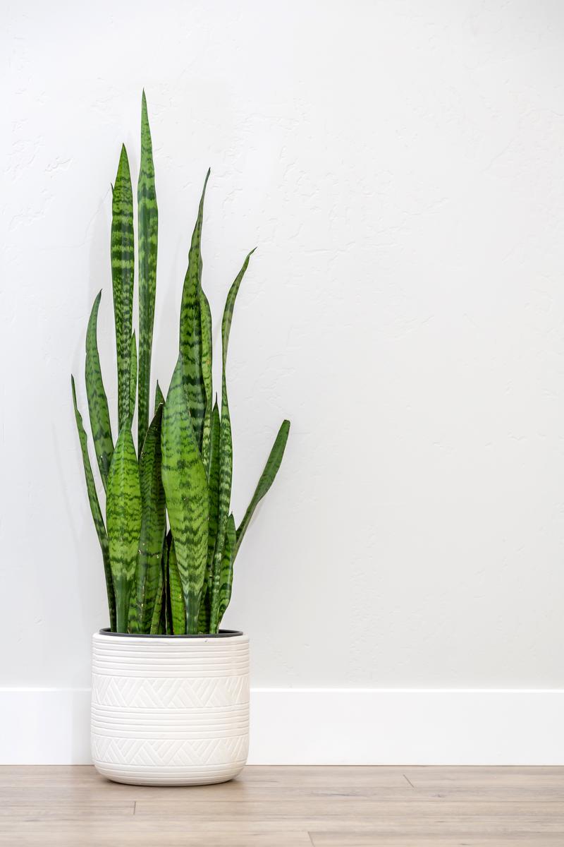 Snake Plants Offer Peak Versatility