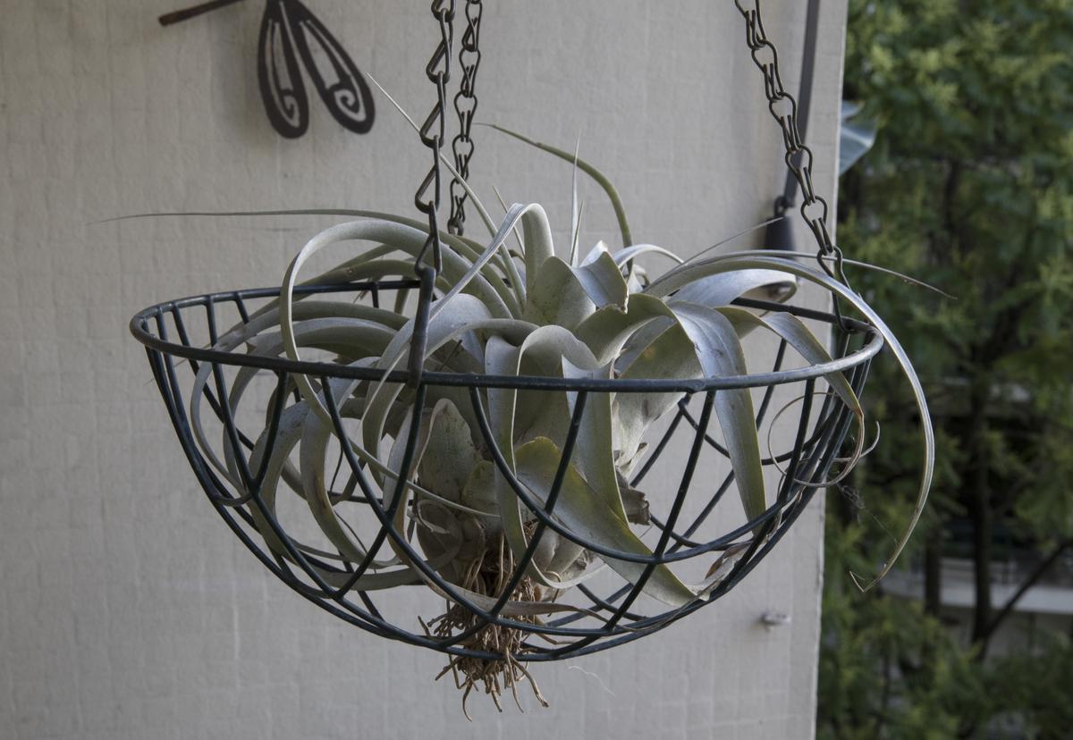 Some of the Most Popular Air Plant Varieties Perfect for Home Decor and Purification