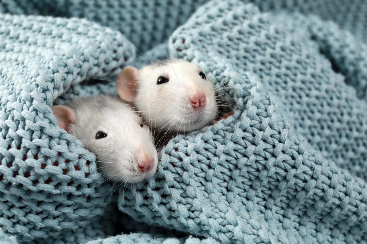 Some rats are cute, but definitely not the ones that come out of the drain.
