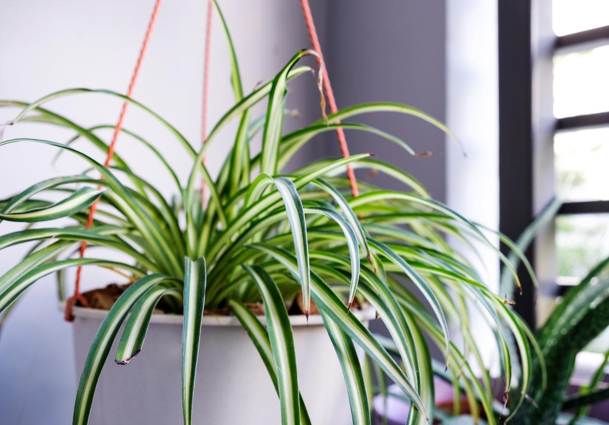 Spider plants have unique aesthetics like no other.