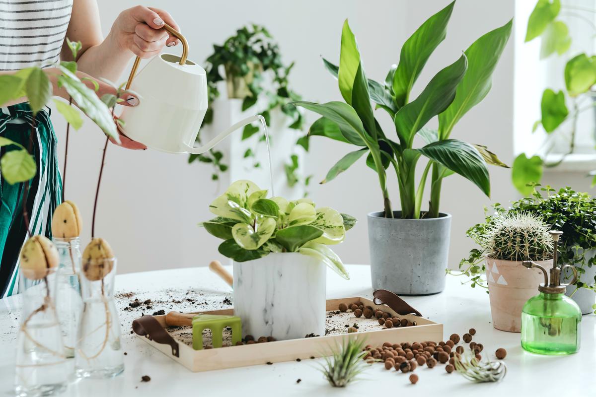 Start working on your own luscious indoor garden.