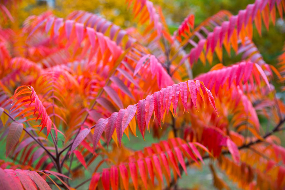 Sumac Is a Beautiful and Versatile Fall Plant