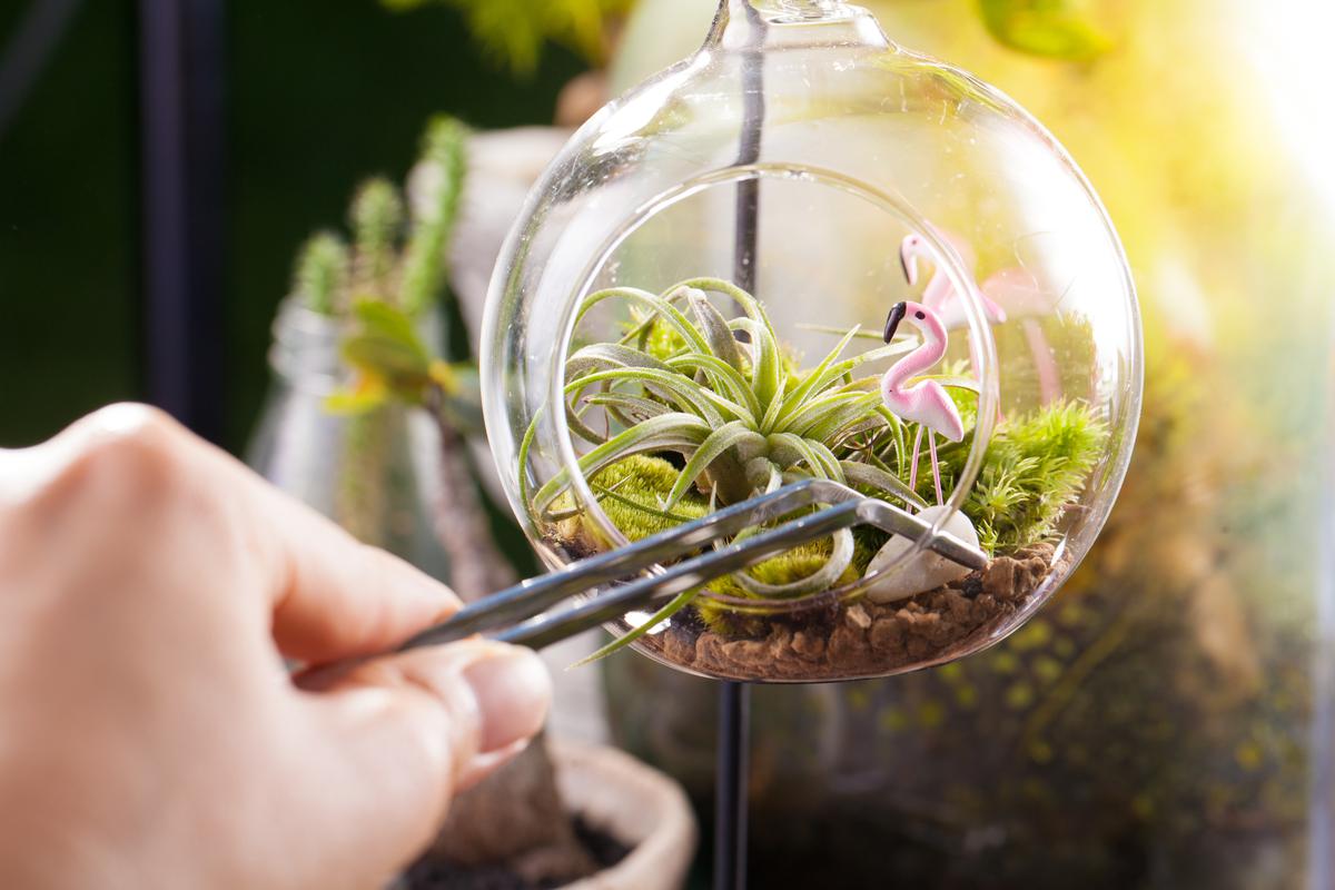 Terrarium Bubbles to Turn Air Plants Into Whimsical Decor