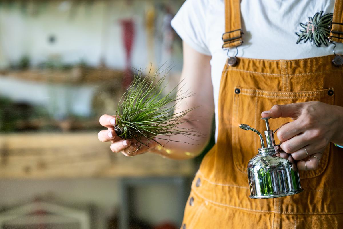 The Essential Tips for Parenting Air Plants