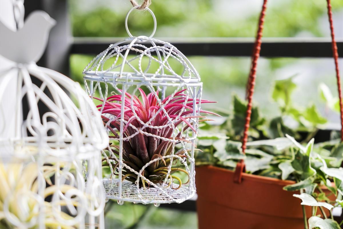The Perfect Weekend Project with DIY Holder Ideas for Levitating Plants