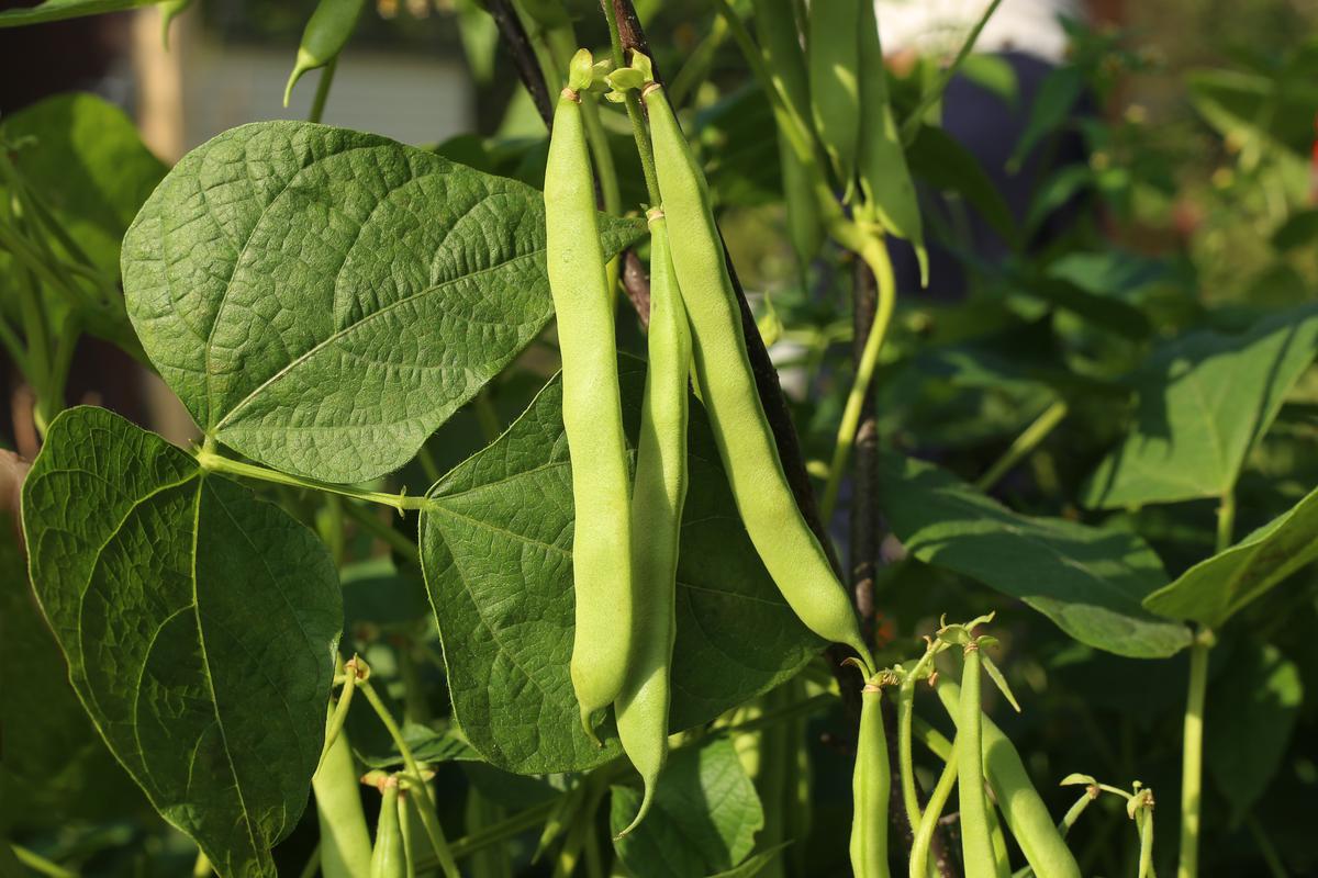 The Subtle Nuances of Growing Green Beans in Your Fall Garden