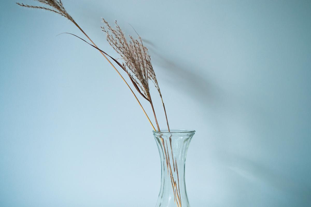 The Subtle Nuances of Maiden Grass