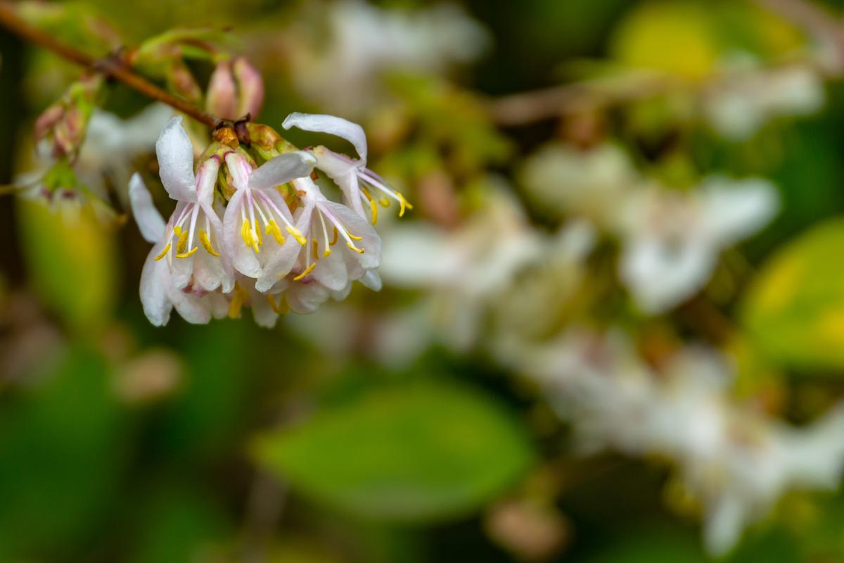 The Winter Honeysuckle Can Make for a Great Addition to a Winter Garden