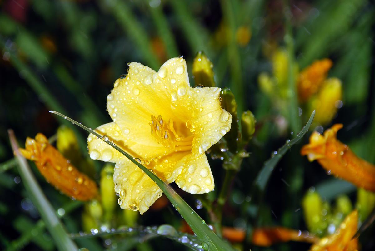 The Winter Jasmine Adds More Than Just Aesthetic Value