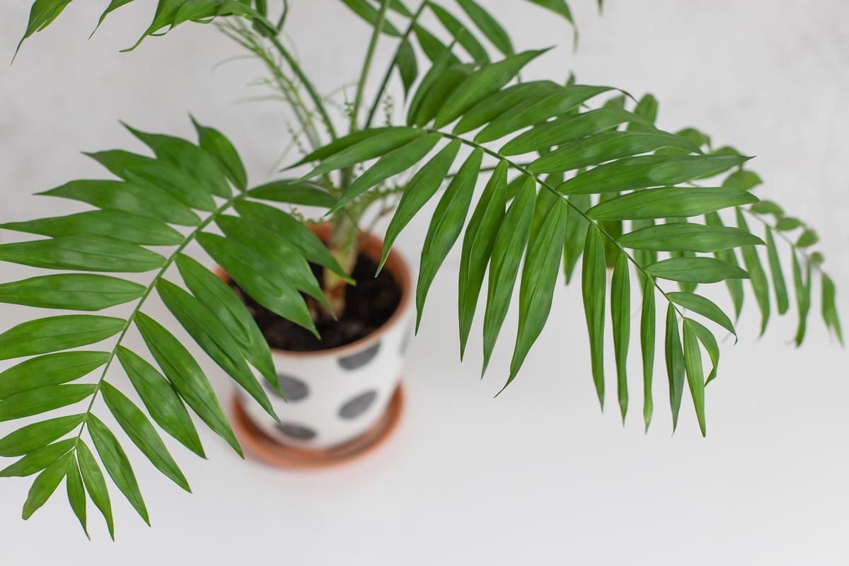 The more light parlor palms receive, the better they’ll flourish.