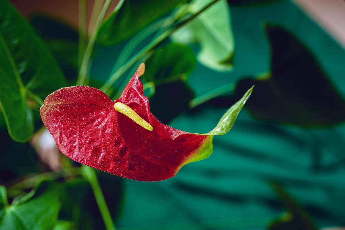 The red flamingo lily guarantees cleaner air and a pleasant interior.