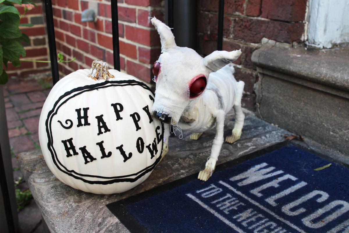 Trendy Halloween Decor Includes Mummified Animals