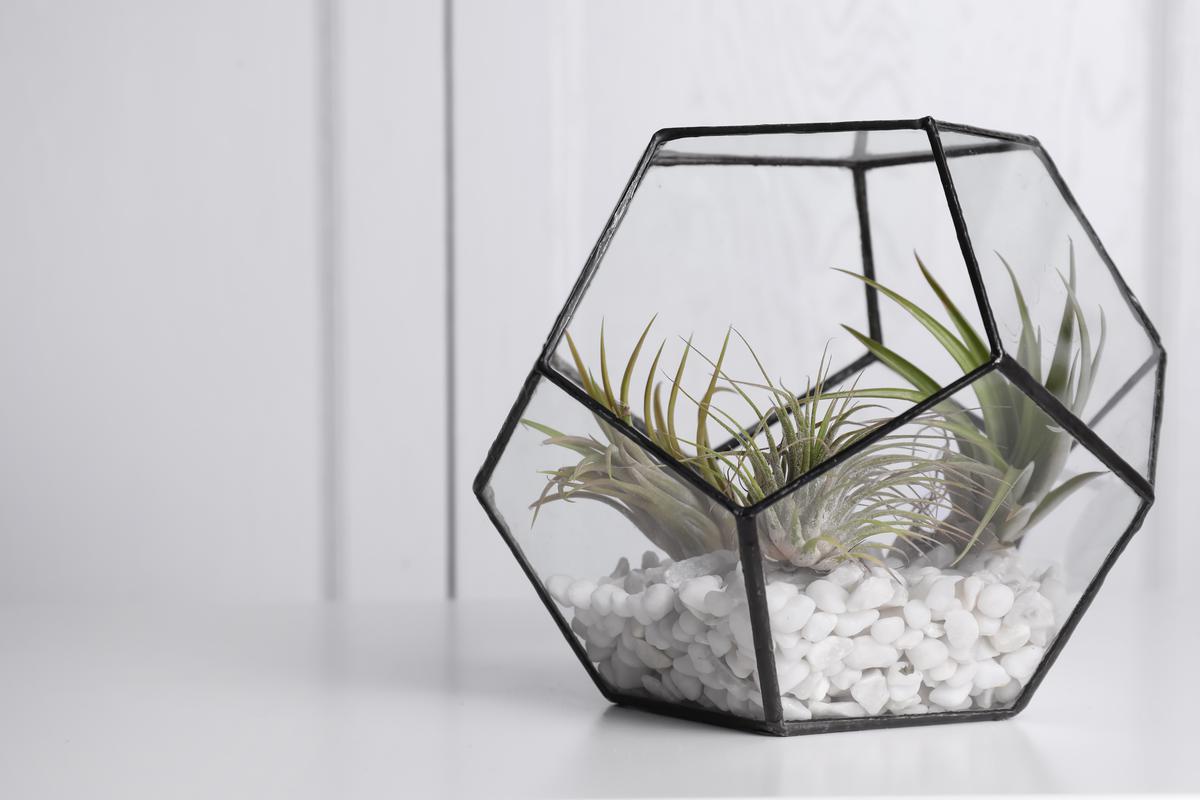 Upward Growing Air Plants That Are Perfect for a Minimalist Florarium