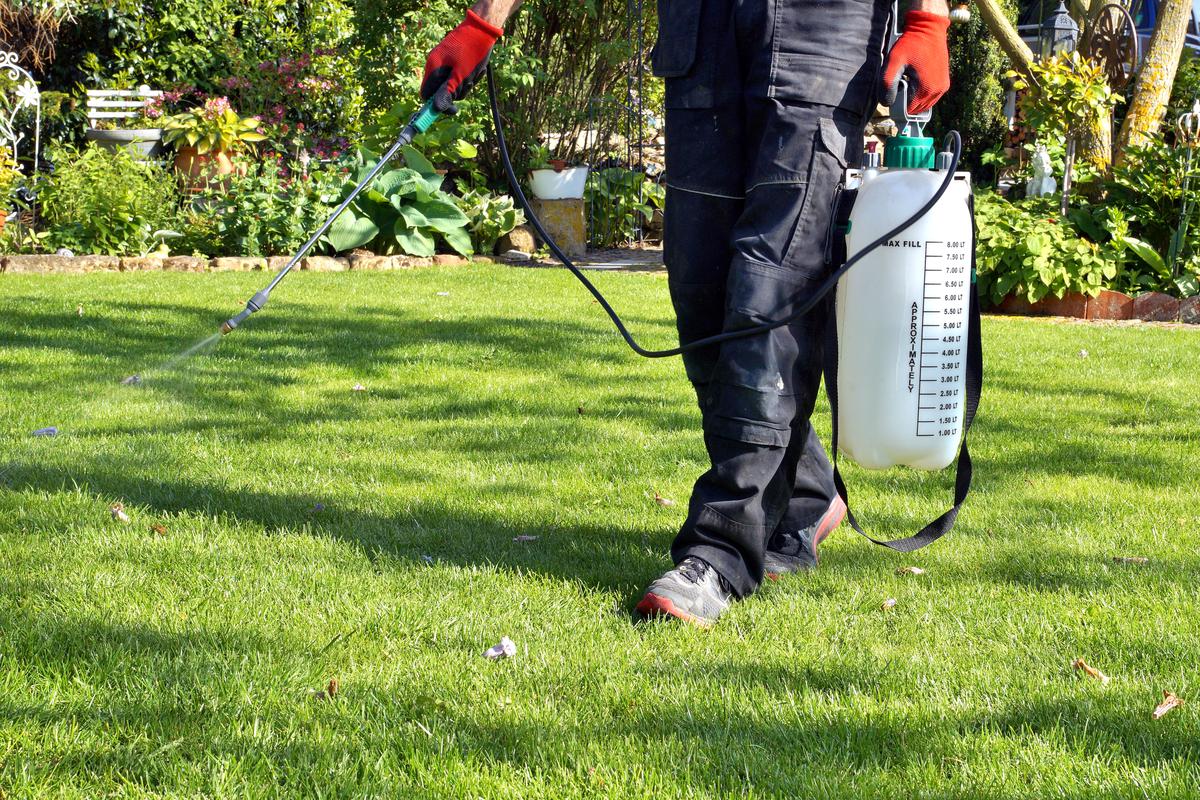 Ways to Combat the Most Common Lawn Insects and Parasites