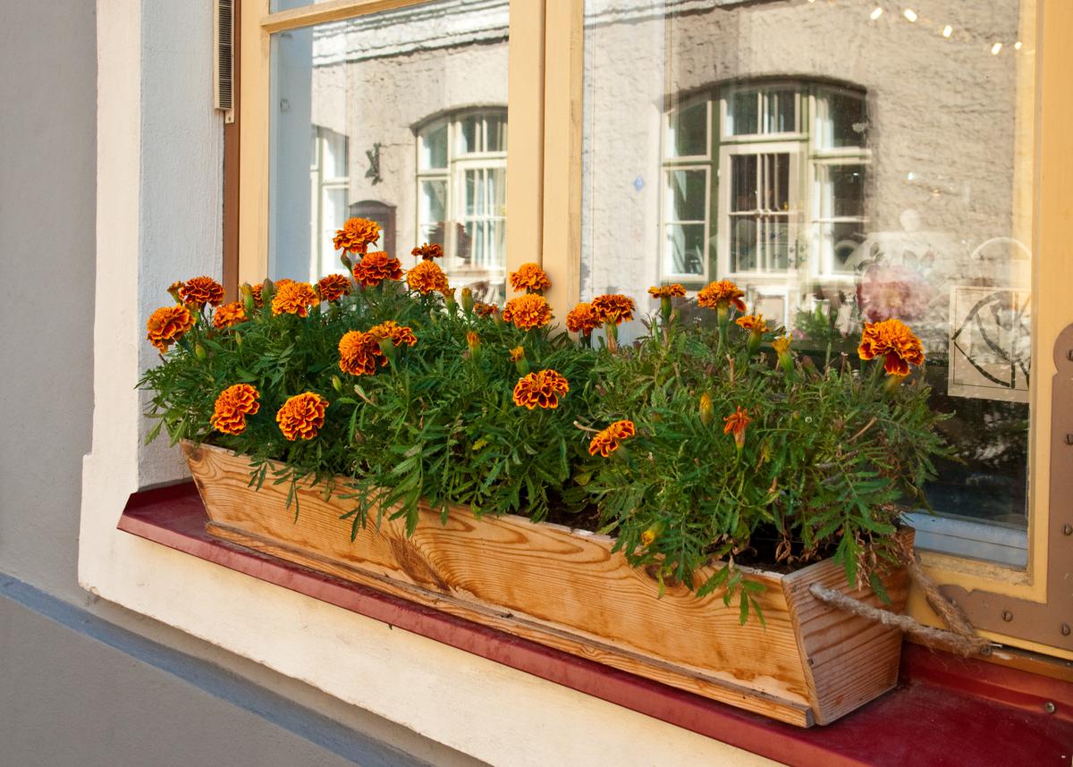 What You Can Do With Your Window Box In the Fall