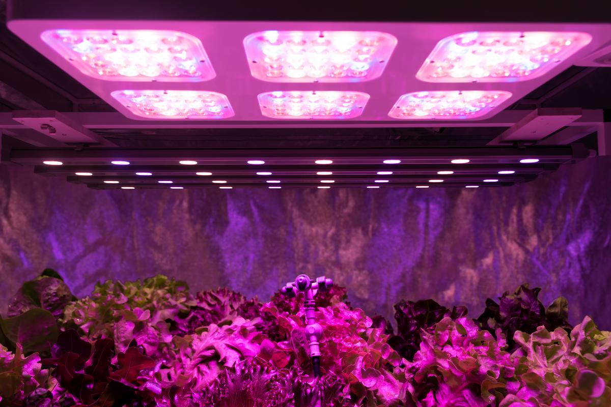Which Plants Will Not Last Indoors Without a Grow Light