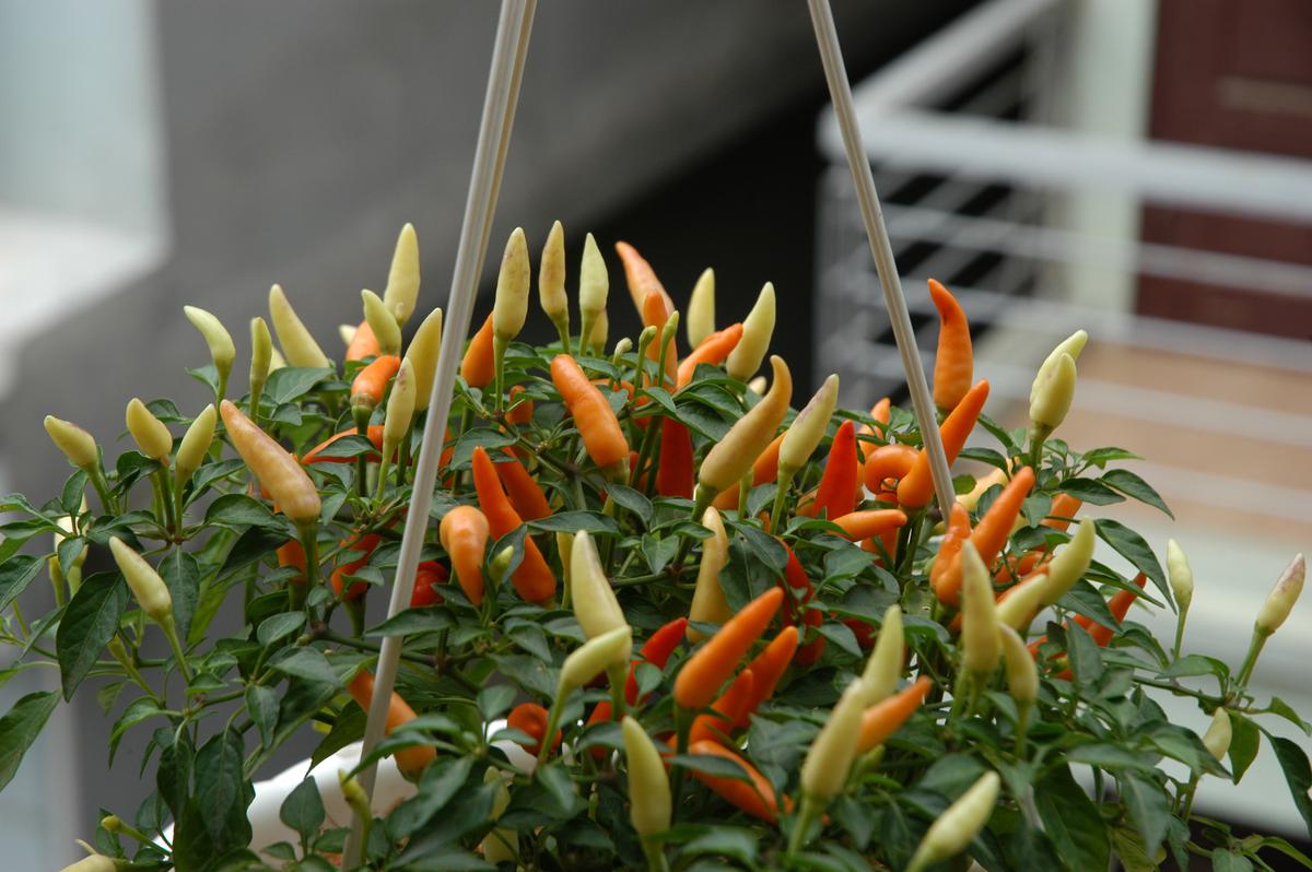 While Ornamental Peppers Are Safe to Eat, You Probably Wouldn’t Want To