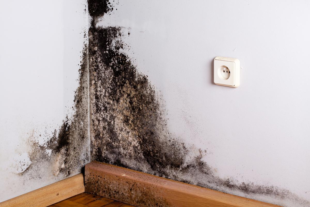 Why Mold Occurs and How to Stop It