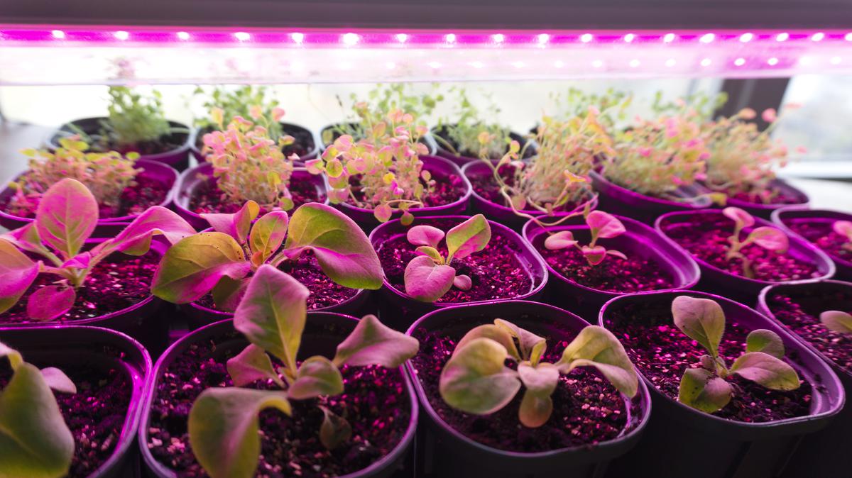 Why You Need Grow Lights