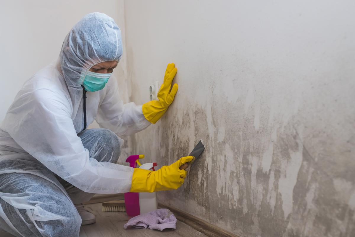 Why You Need a Professional to Clean Mold