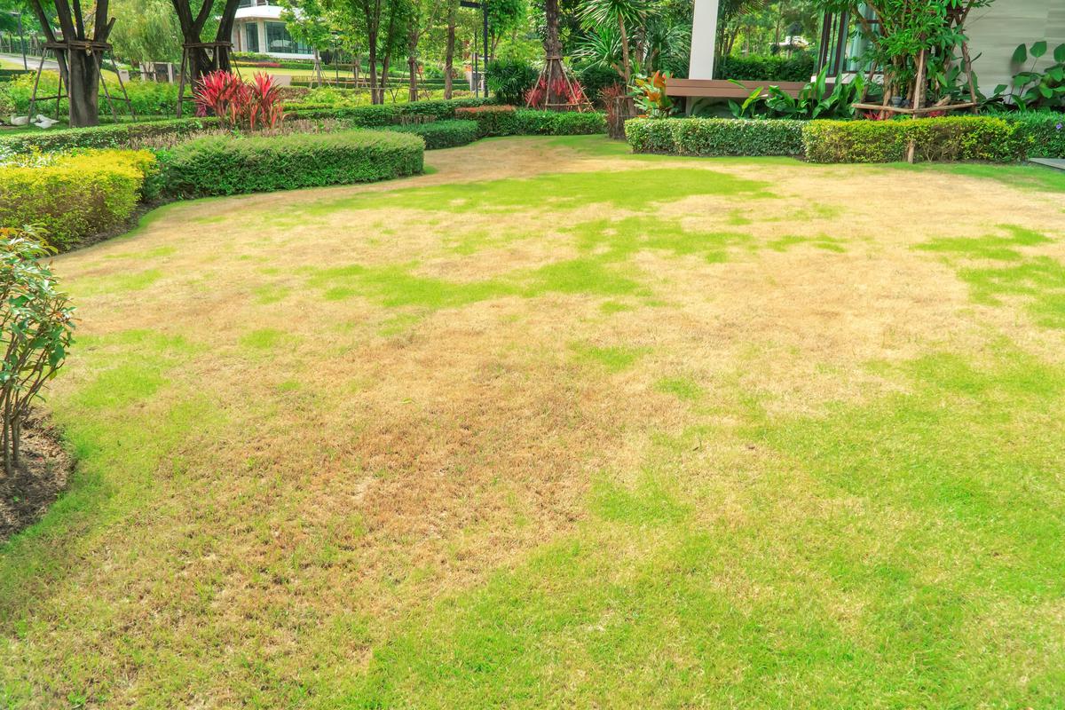 Why Your Lawn Has Dry Patches and Ways You Can Fix It