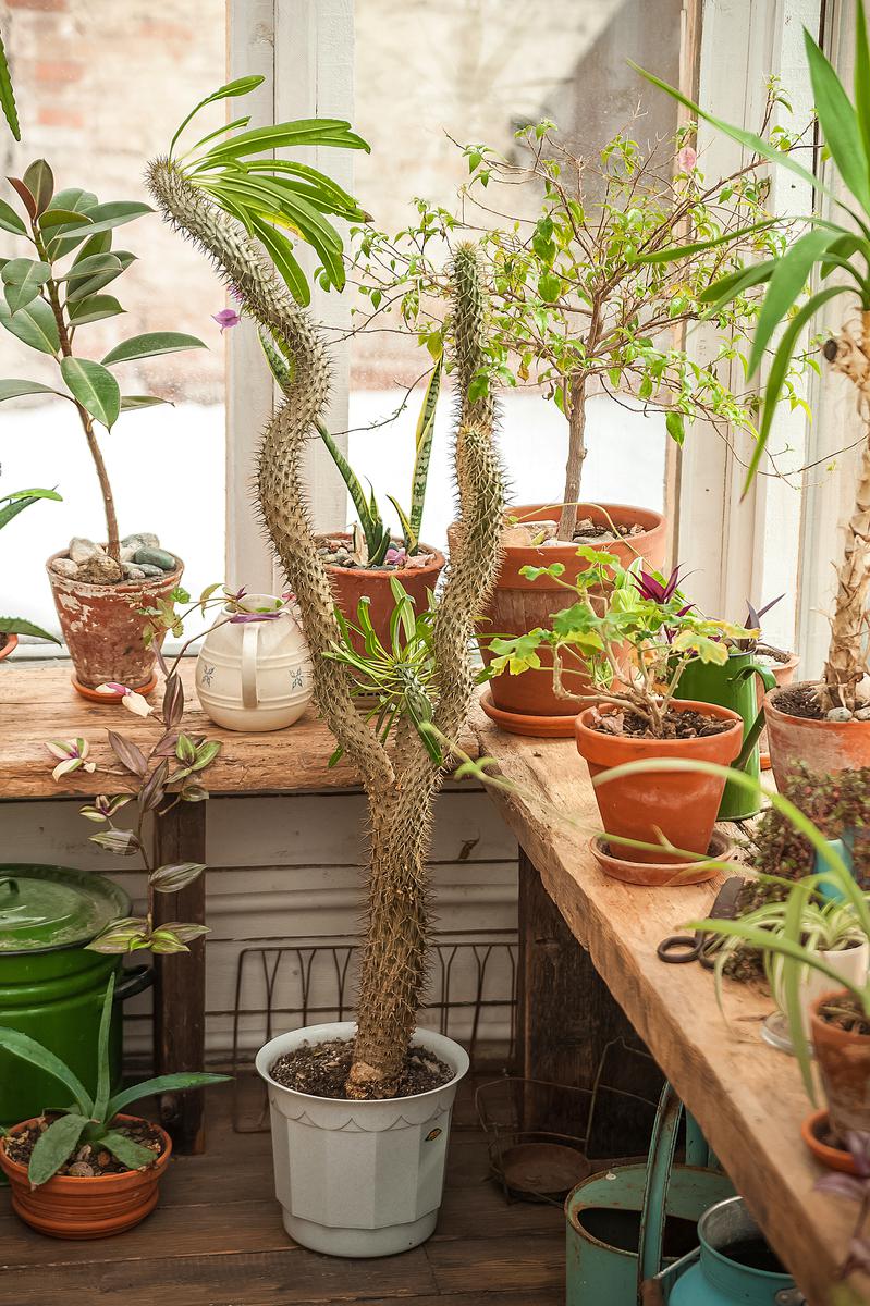 Winter Flora Selections for the Seasoned Aficionado