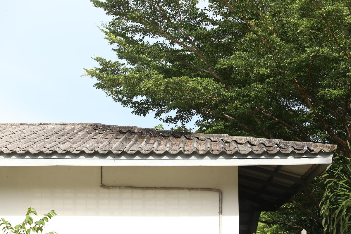 Be Mindful of Heavy Tree Branches Over Your Roof