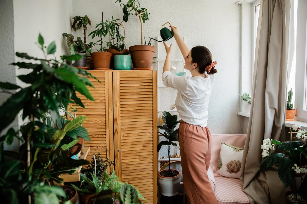 Ensure your house plants thrive with these care and maintenance tips. Keep your indoor garden healthy and vibrant!