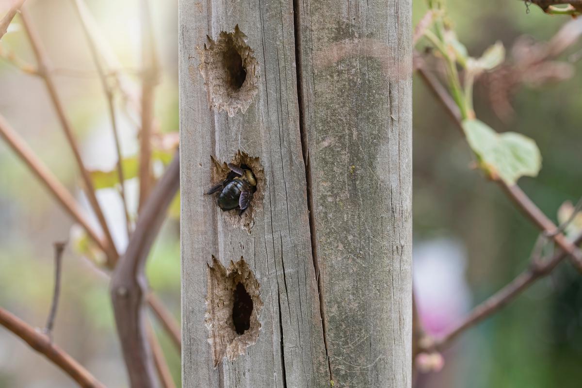 How To Get Rid Of Carpenter Bees A Comprehensive Guide How To Get Rid Of Carpenter Bees A Comprehensive Guide