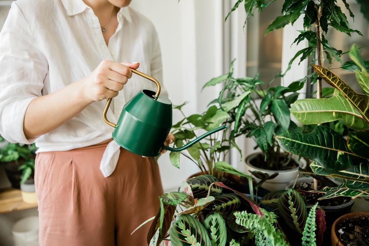 Transform your home with these common house plants. Create a lush, green oasis in any room!