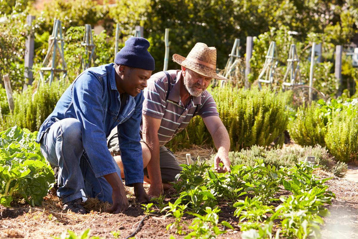 community garden allotment