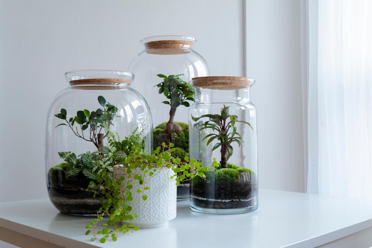 Create Miniature Jungles In Your Living Room with Terrariums