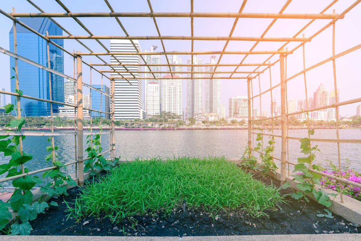 Creating An Urban Jungle In the City