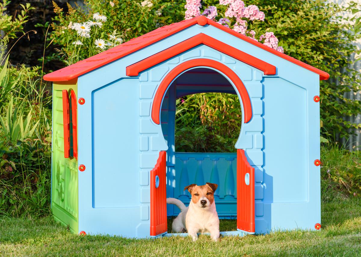 Do You Consider Upgrading Doggo's House as Often as Yours?