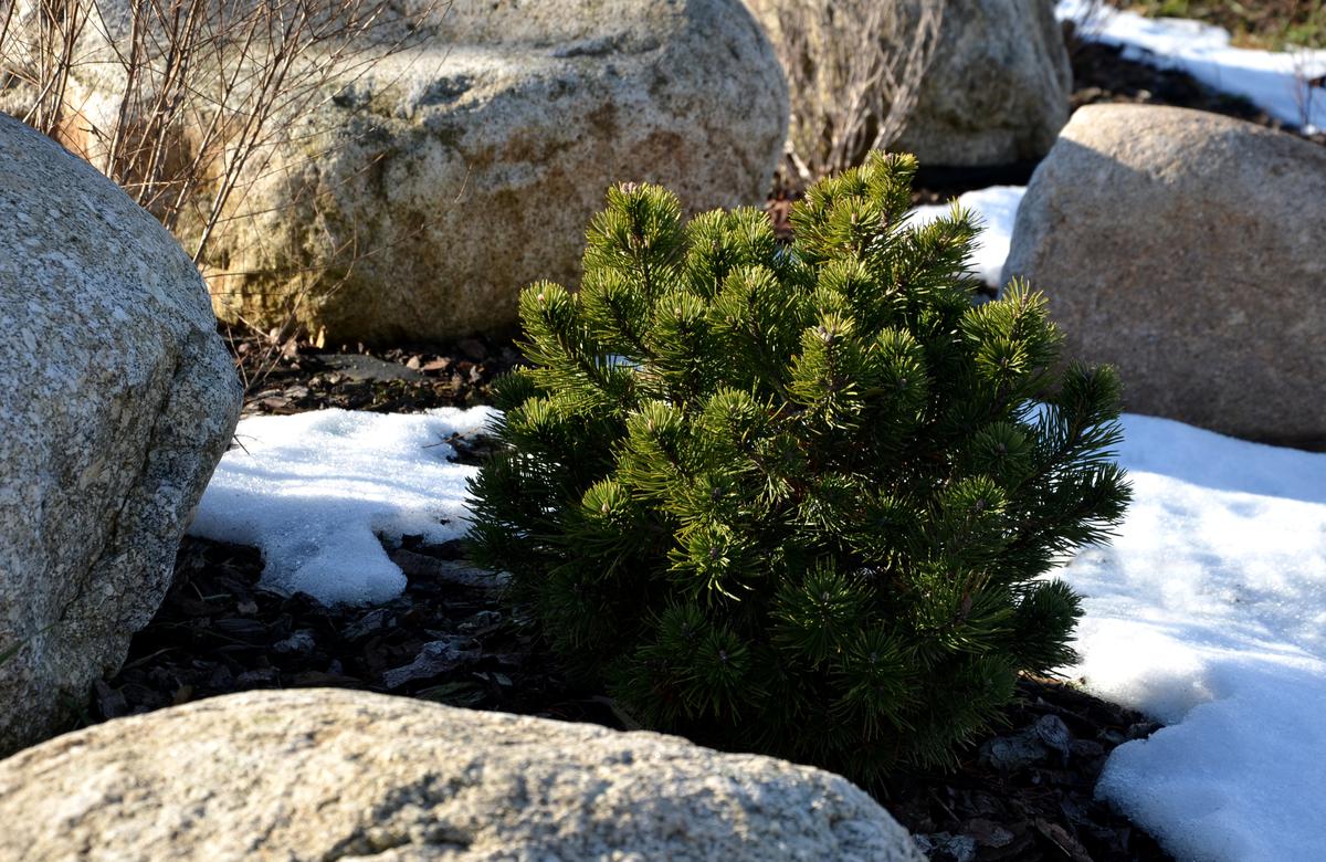 Evergreens and Other Plants Perfect for Landscapes with Less Sun