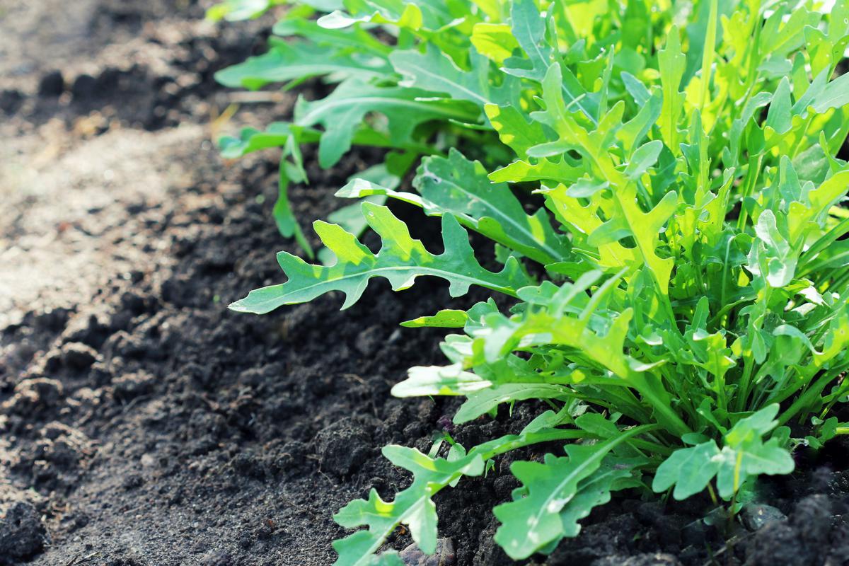Fresh Garden Herbs That Are Great to Grow