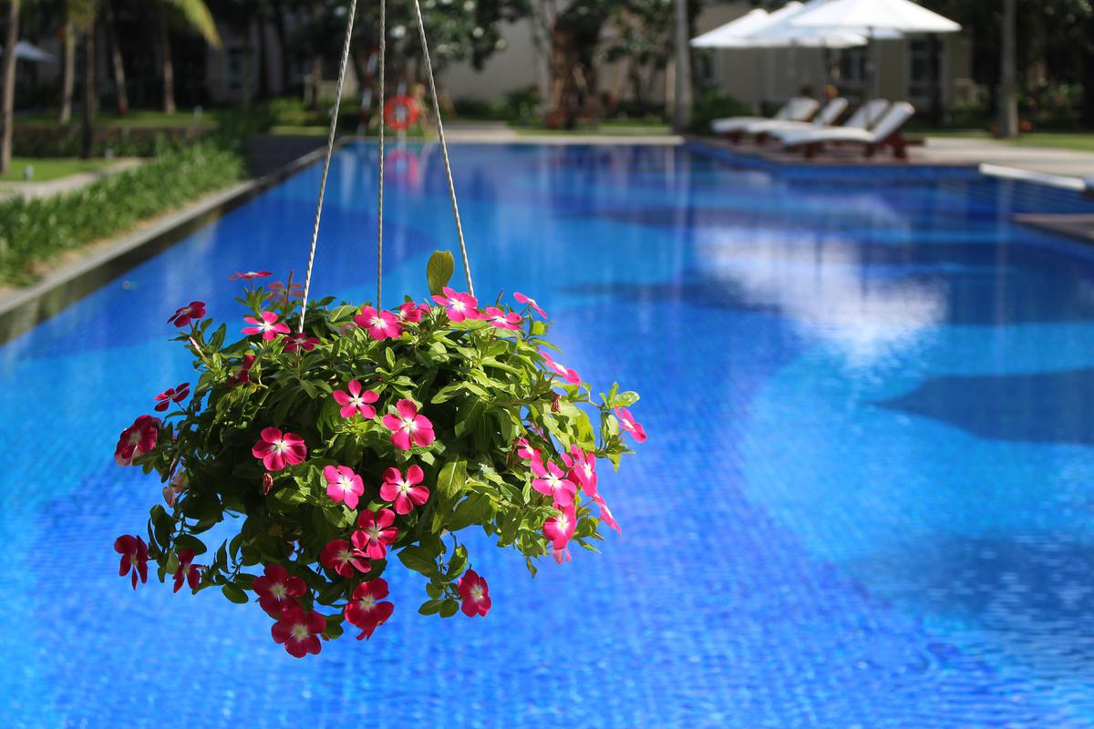 Hanging Plants and Other Small Additions that Will Bring Your Pool Landscape to Life