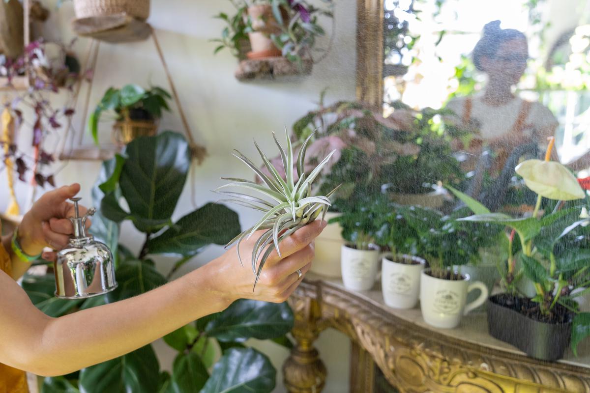 How Plants Can Change Your Life