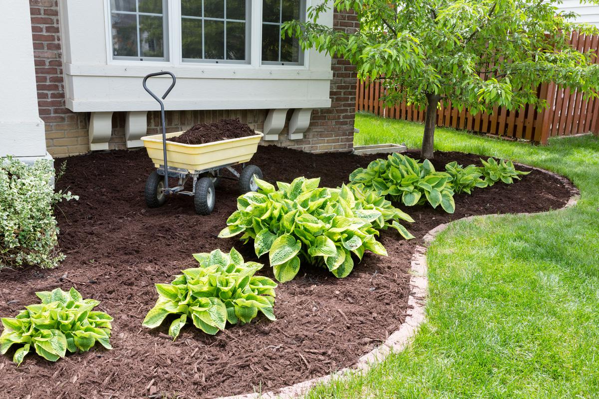 How to Start Your Home Garden