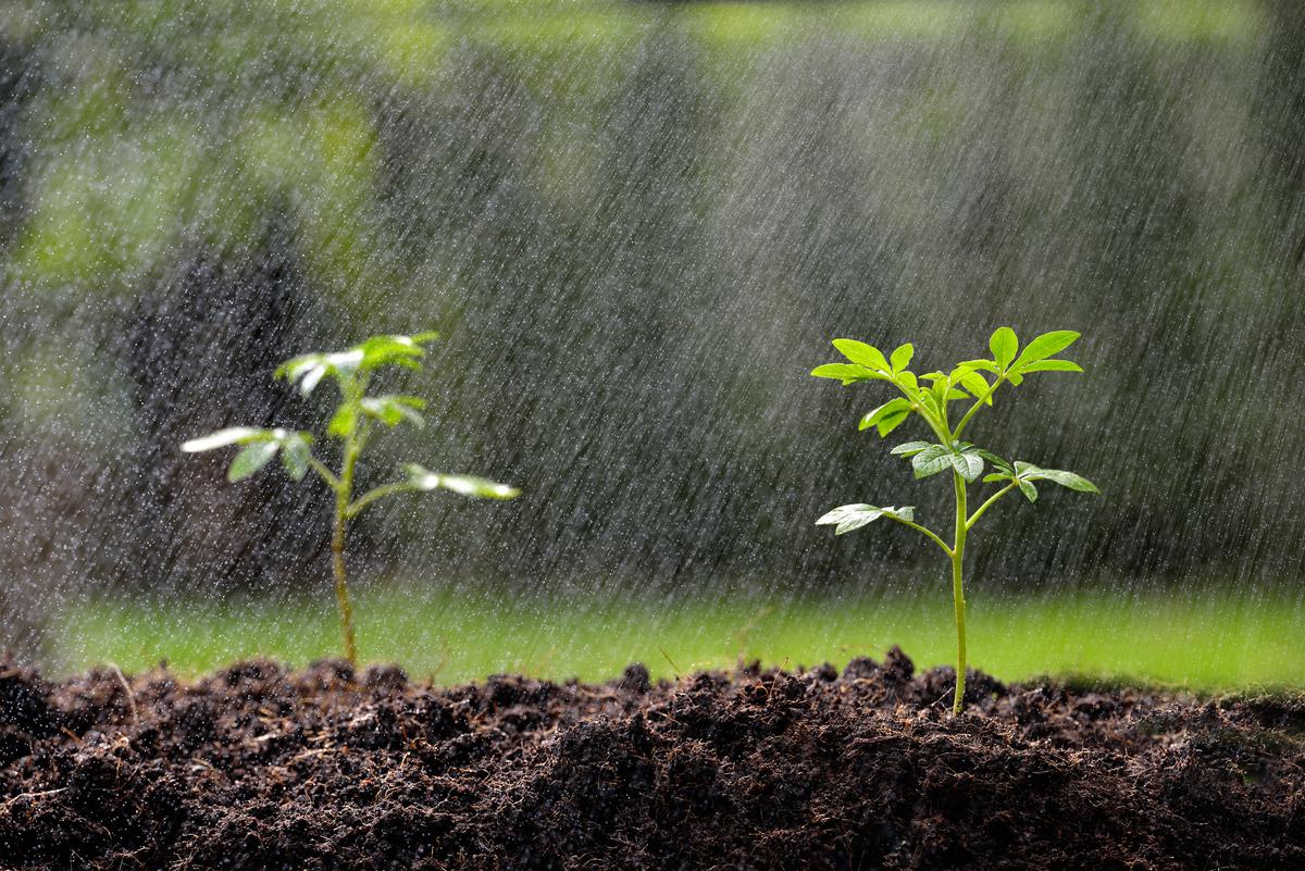 Landscaping that Can Withstand a Lot of Rain