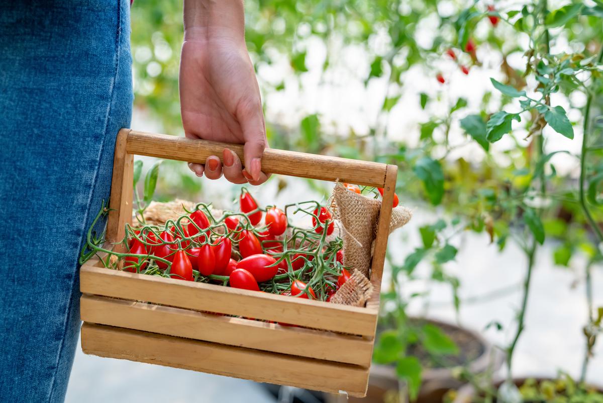 Most Popular Vegetables to Grow in California