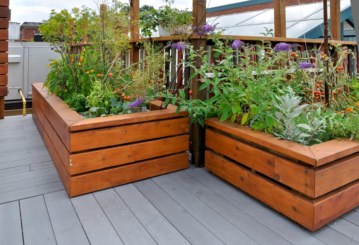 Plants That Work Well In Urban Garden Beds